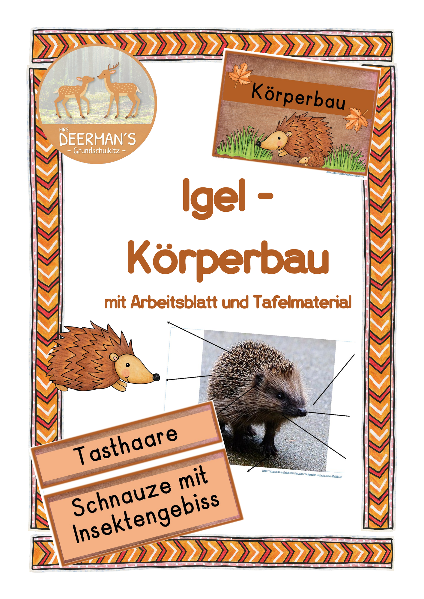 Korperbau 6 Buchstaben
