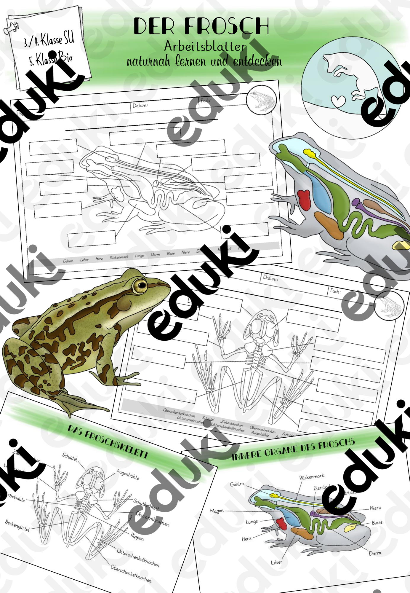 Frosch - Innere Organe und Skelett – Unterrichtsmaterial im Fach ...