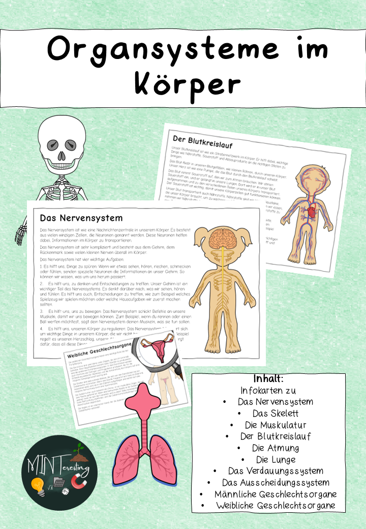 Mein Körper - Organsysteme im Körper – Unterrichtsmaterial in den ...