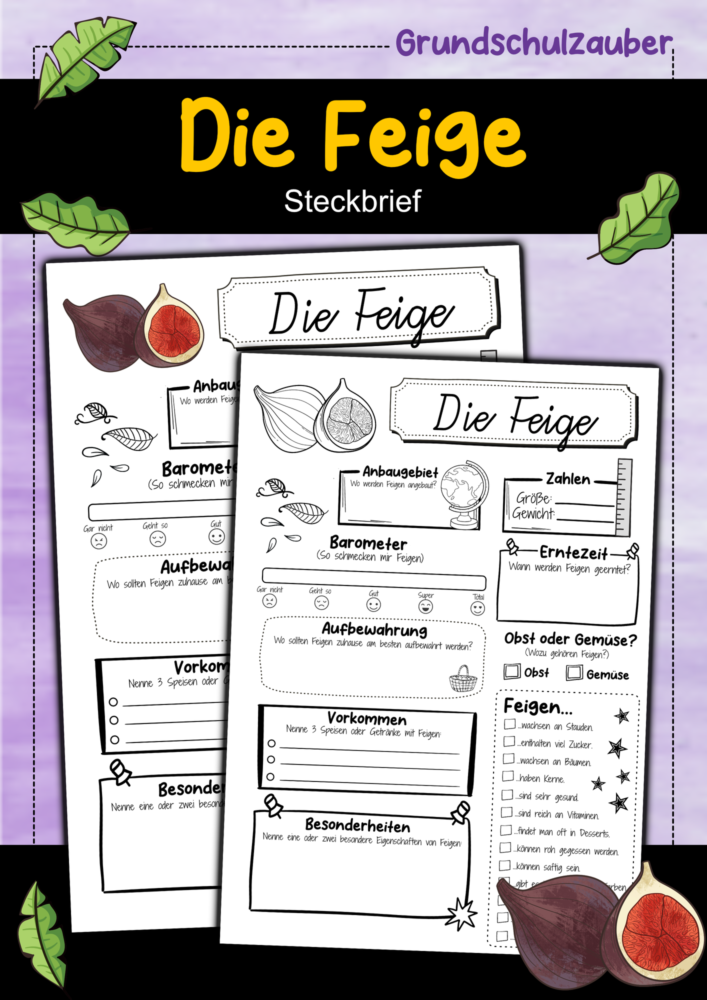 Steckbrief Feige – Unterrichtsmaterial im Fach Sachunterricht