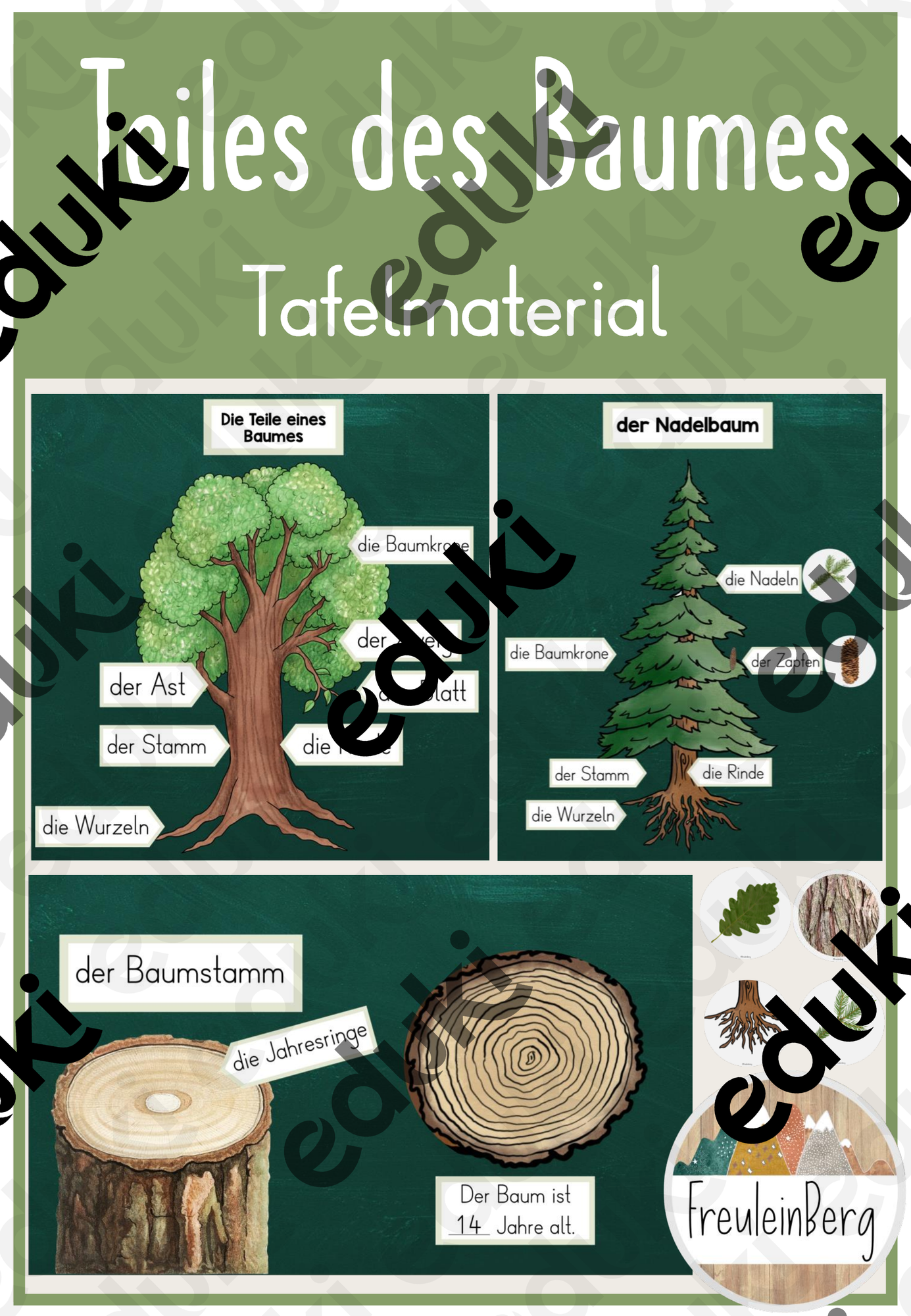 Teile des Baumes - Laubbaum vs. Nadelbaum - Tafelmaterial