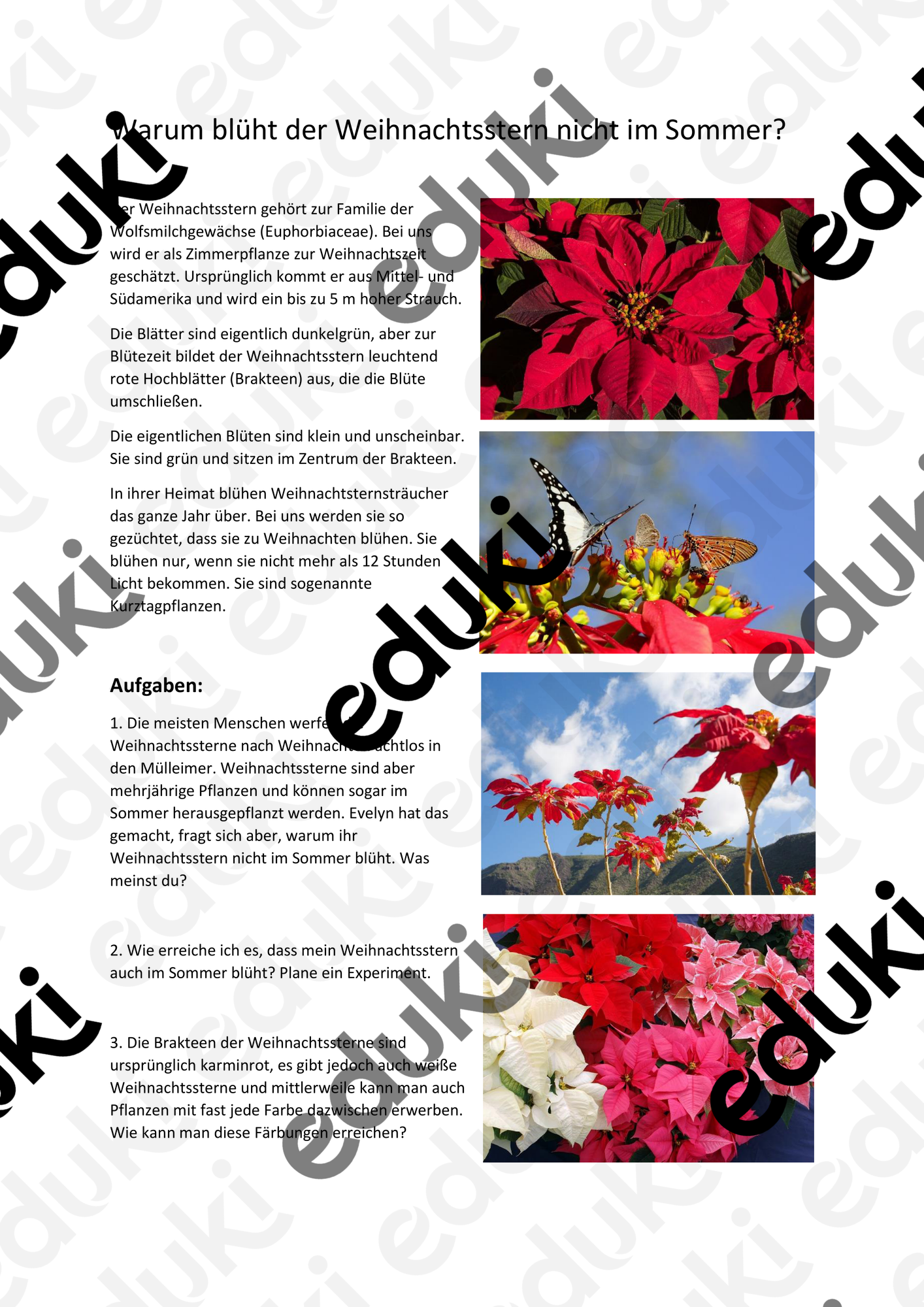 Warum blht der Weihnachtsstern nicht im Sommer  Unterrichtsmaterial in  den Fchern Biologie & Deutsch & Fachbergreifendes