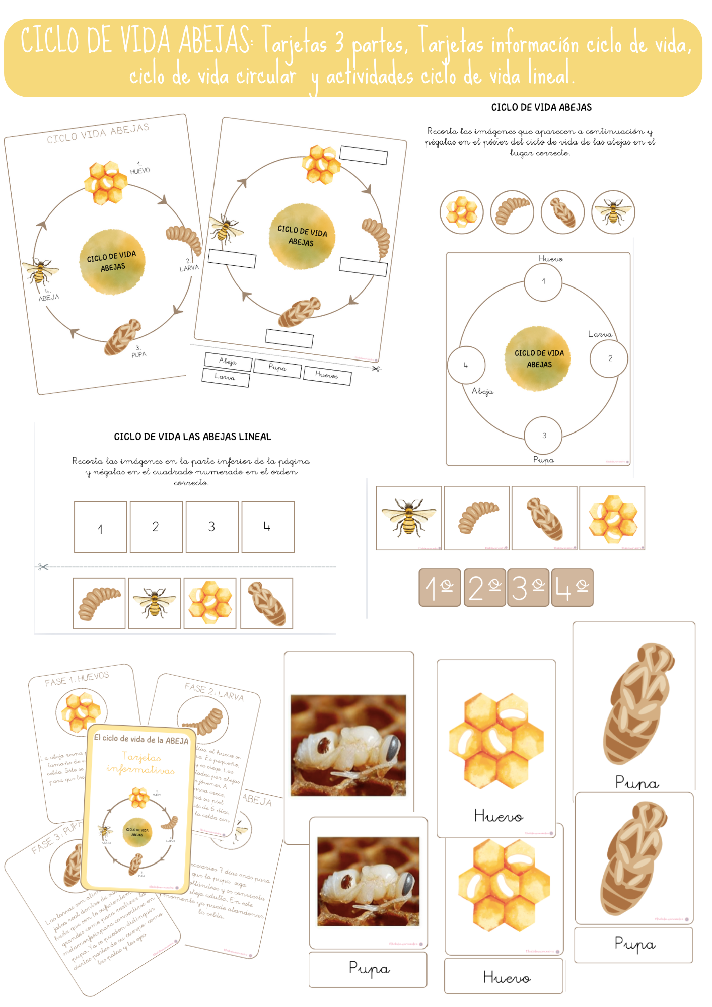 ABEJAS: Ciclos de vida - material de la siguiente asignatura Material ...