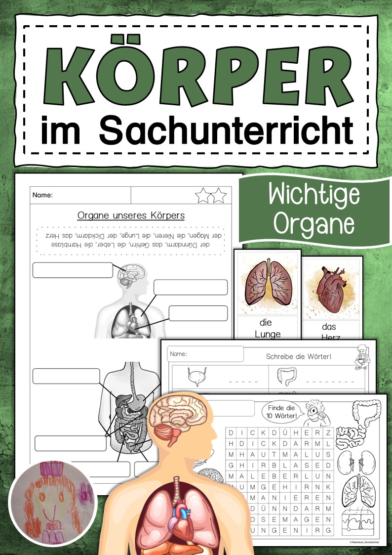 Mein Körper - Organe im Sachunterricht – Unterrichtsmaterial im Fach ...