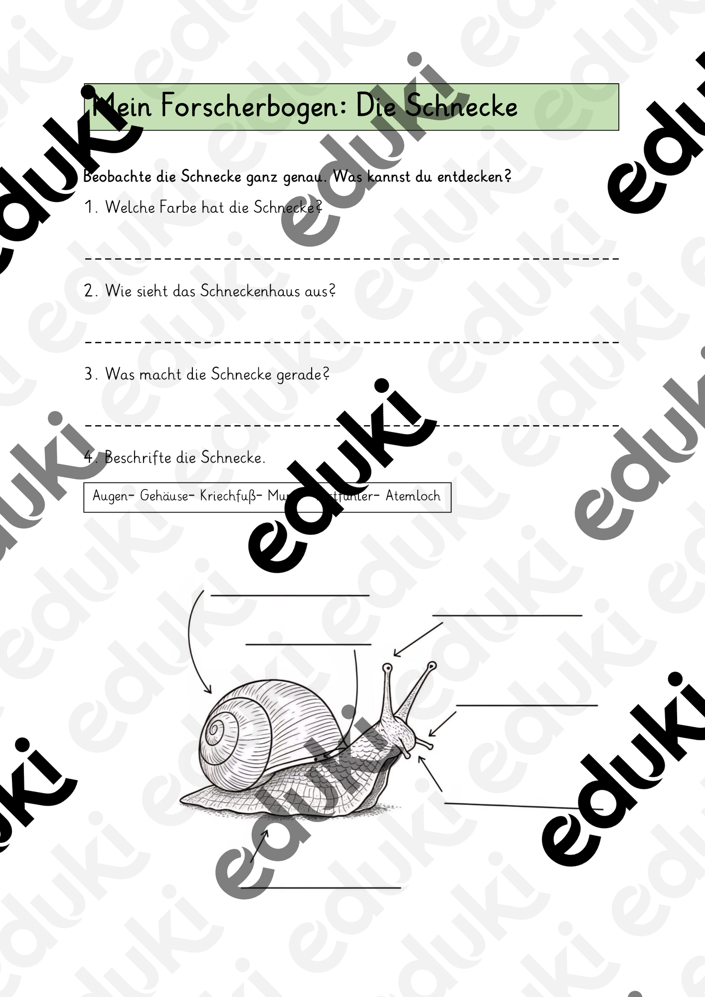 Forscherbogen Beobachtung + Aufbau Schnecke – Unterrichtsmaterial im ...