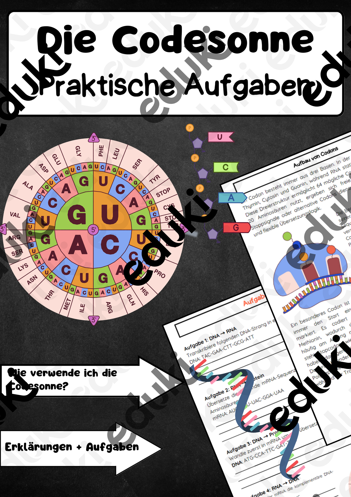 Die Codesonne Anwendungsaufgaben Codons DNA RNA Protein 
