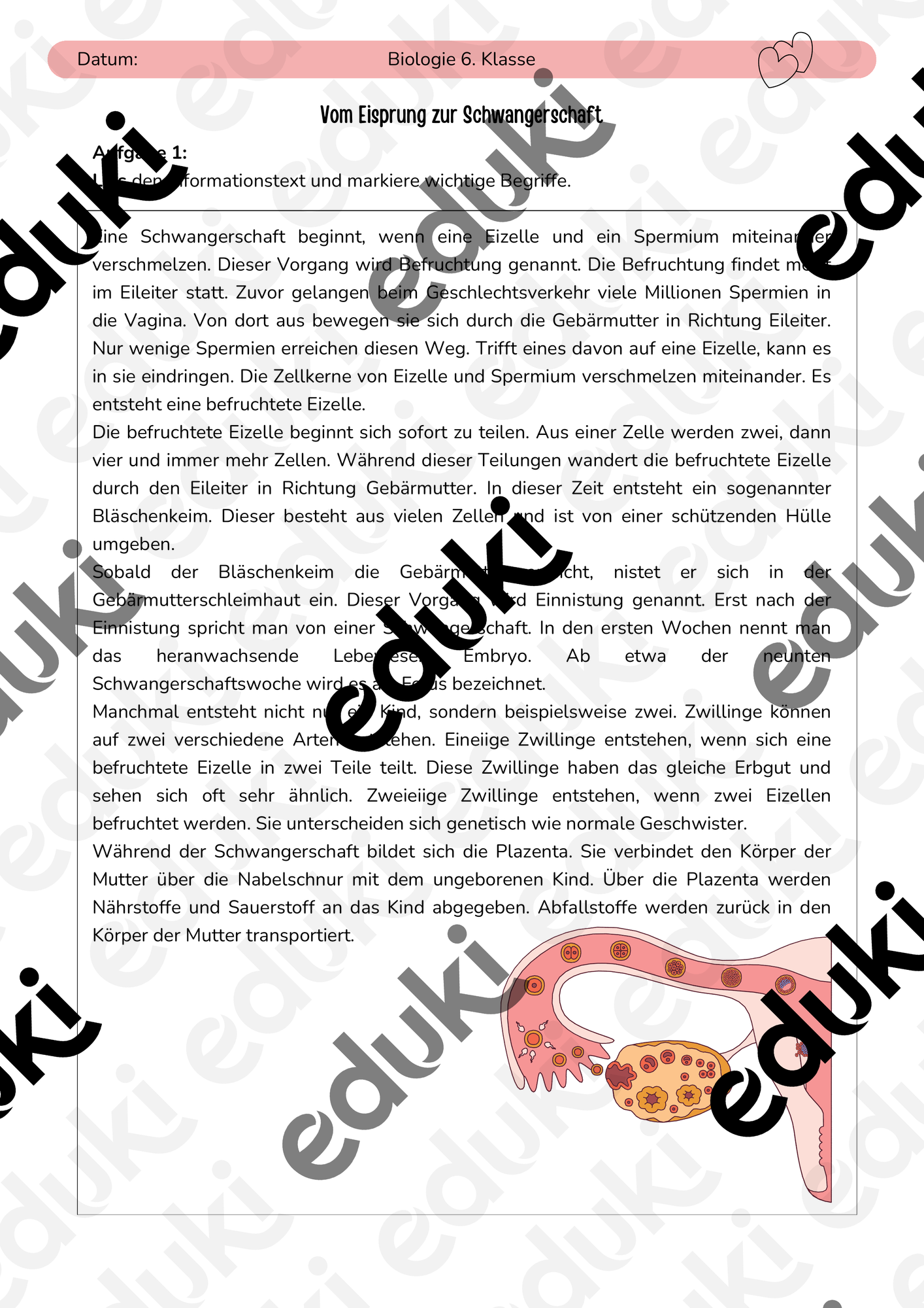Vom Eisprung zur Schwangerschaft – Unterrichtsmaterial im Fach Biologie