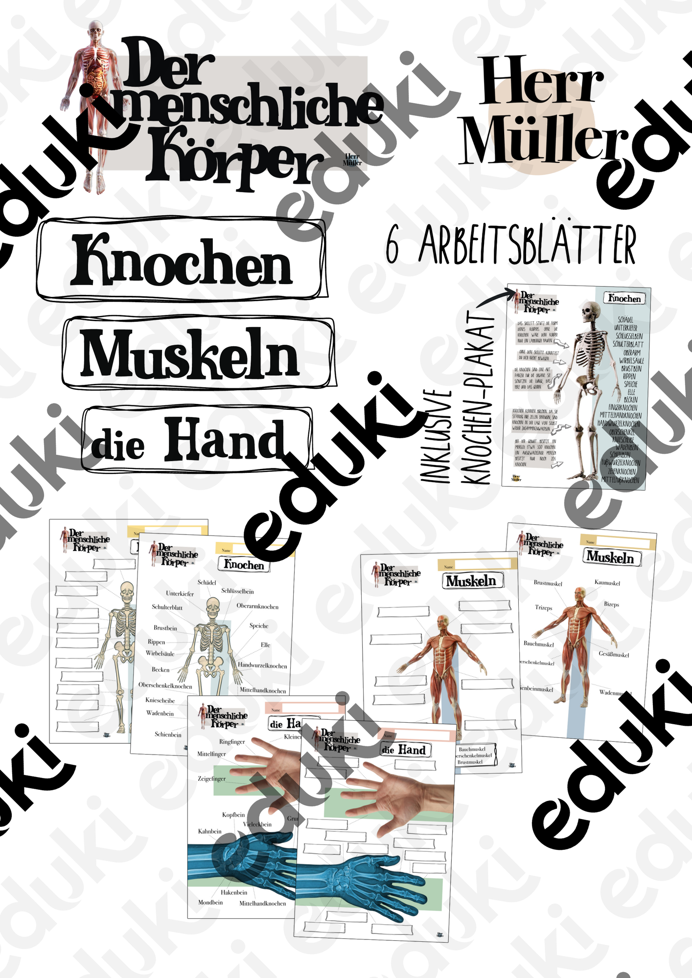 Der menschliche Körper - Muskeln, Knochen und die Hand ...